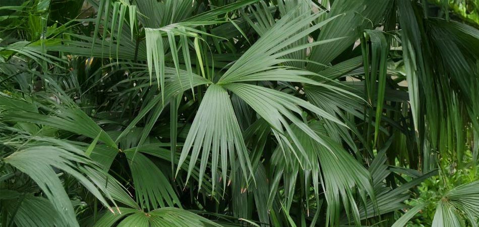 カルルドビカ・パルマタ